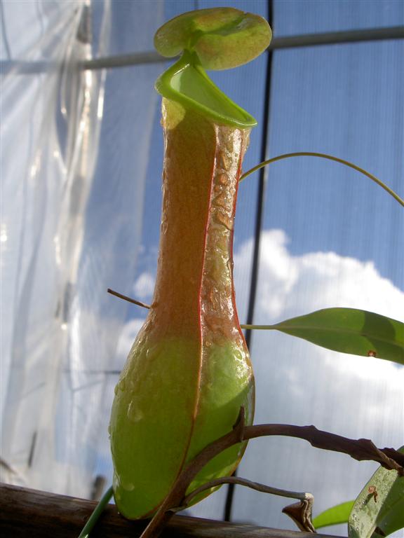 Nepenthes alata 'green'